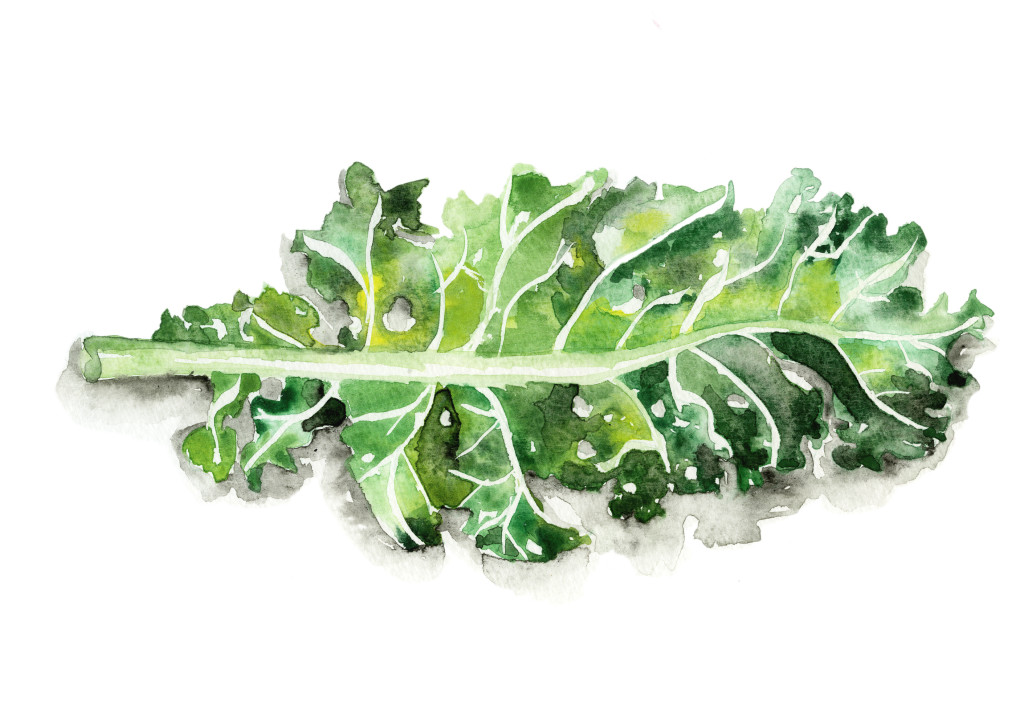 Jessie Kanelos Weiner-kale leaf-thekaleproject