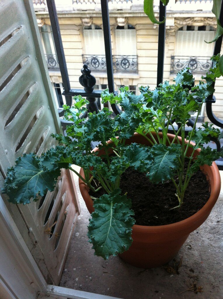 July_Kale Seeds 1