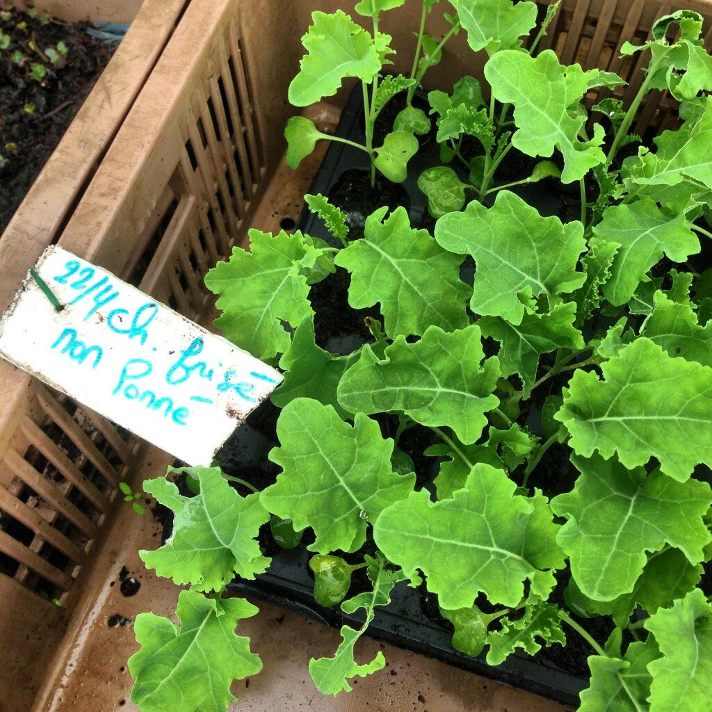 Spring kale growing in Northern France. 