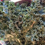Kale [out of season!] in Marseille