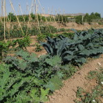 Spain: Local Harvest Ready for Sale in Murcia