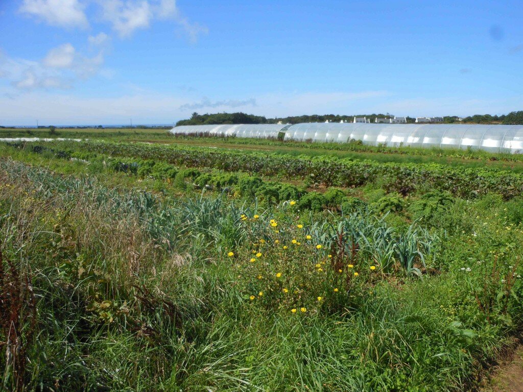 Champ de légumes