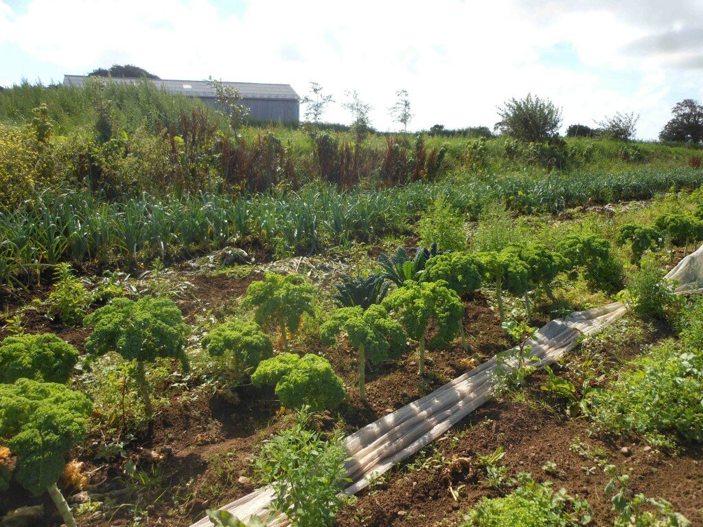 Culture de Chou Kale