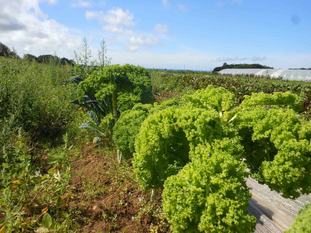 Kale qui sourit