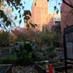 The Power of Community Gardens in New York City